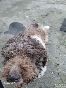 Psi tragaci tartufari