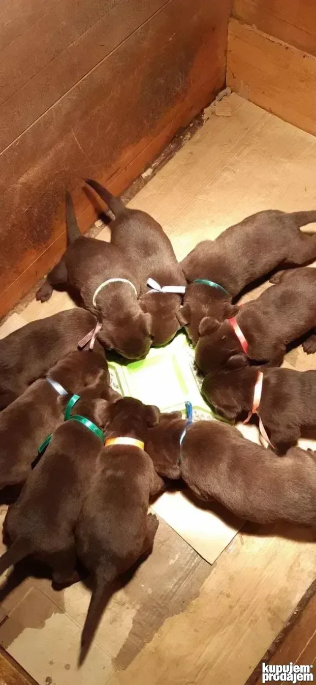 Braon štenci labradora