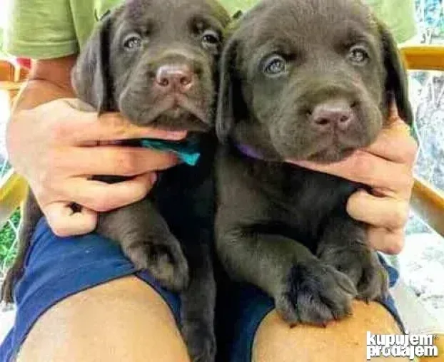 Braon štenci labradora