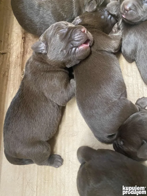 Braon štenci labradora