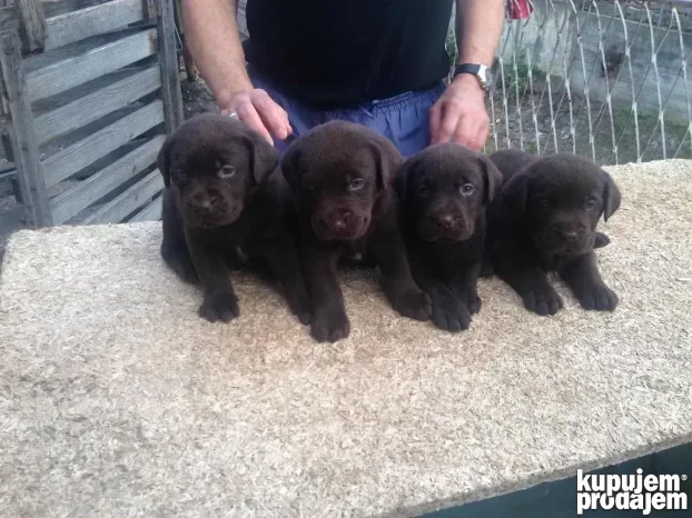 Braon štenci labradora