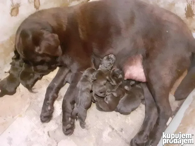 Braon štenci labradora