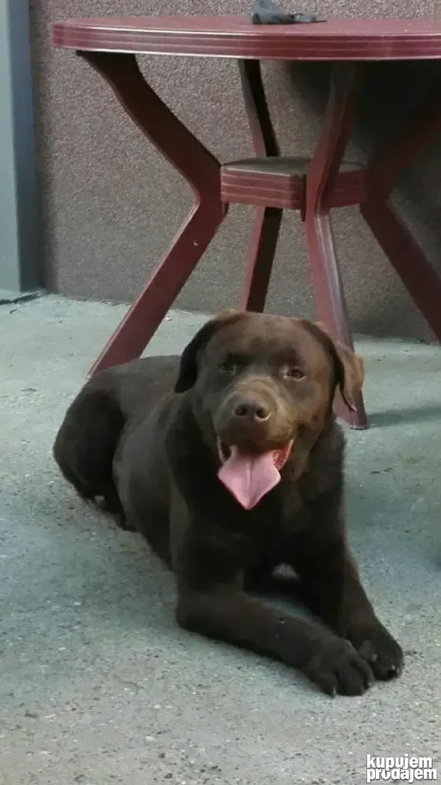 Braon štenci labradora
