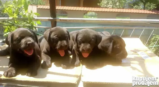 Braon štenci labradora