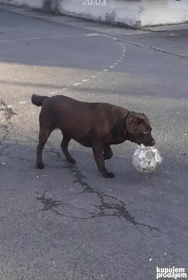 Braon štenci labradora