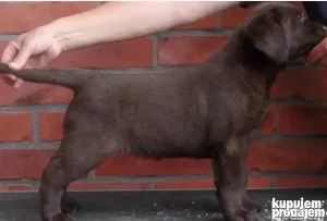 Braon štenci labradora