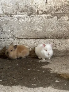 Kunići lavlja glava