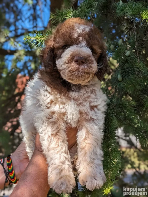 lagotto romagnolo štenci