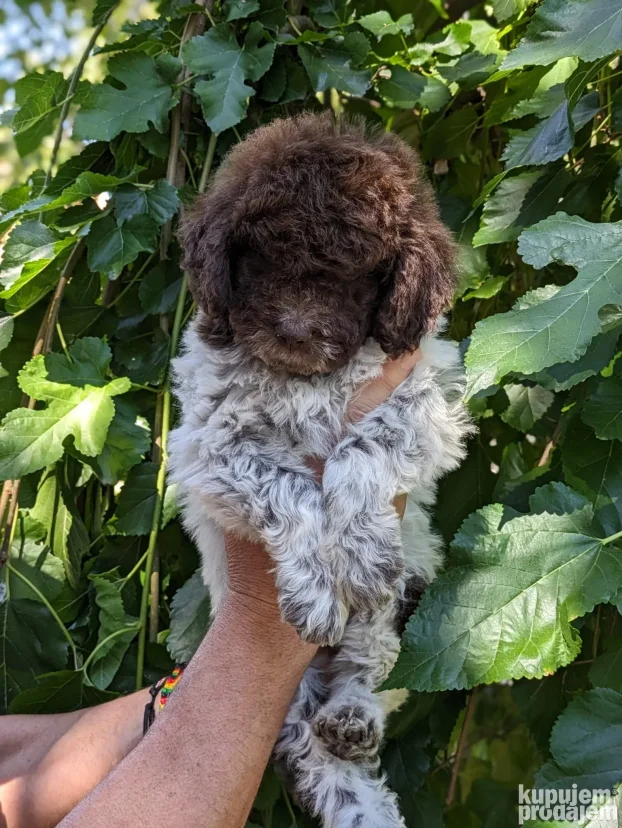 lagotto romagnolo štenci