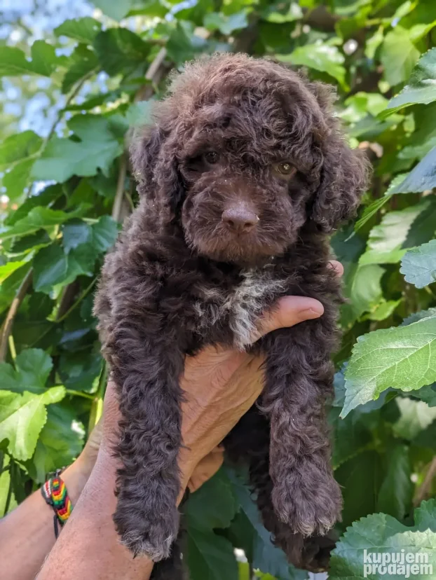 lagotto romagnolo štenci