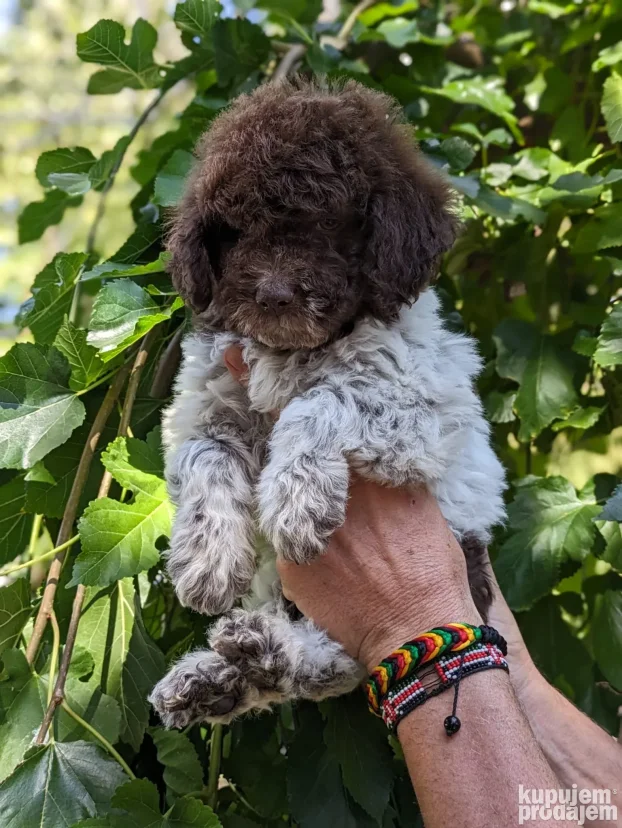 lagotto romagnolo štenci