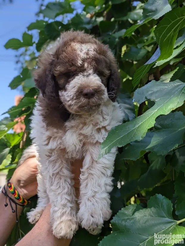 lagotto romagnolo štenci