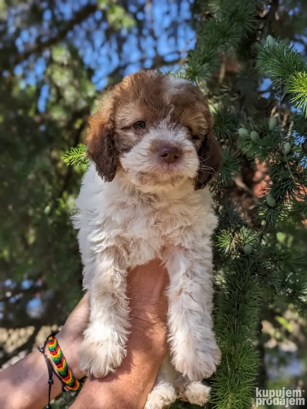 lagotto romagnolo štenci
