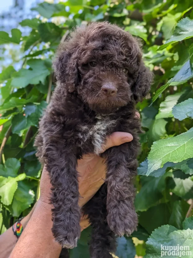 lagotto romagnolo štenci