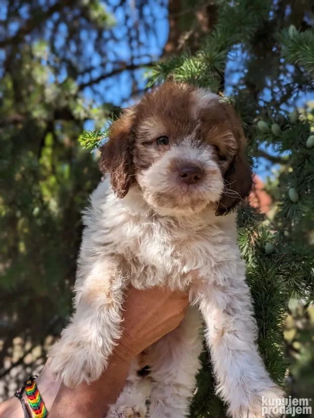 lagotto romagnolo štenci