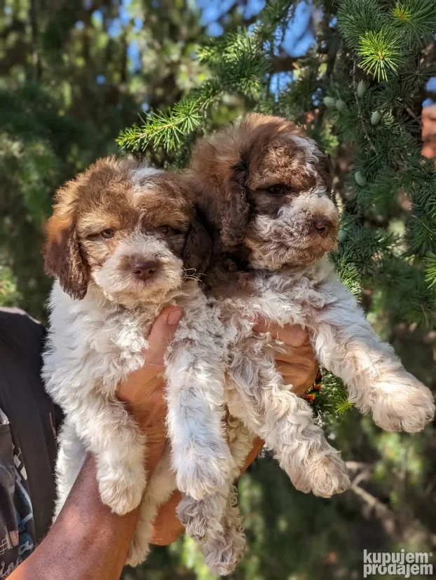lagotto romagnolo štenci