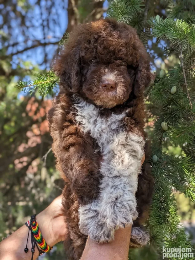 lagotto romagnolo štenci