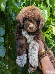 lagotto romagnolo štenci