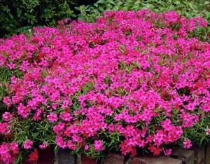 FLOKS polegli- Phlox subulata - roze