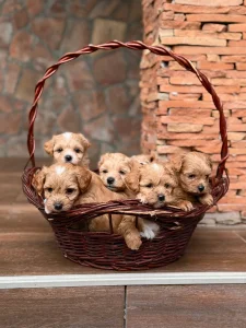 Maltipoo stenci najmanji u Regionu