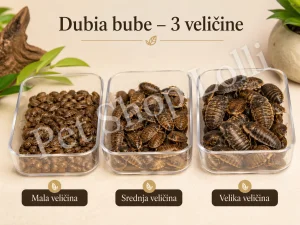 Dubia bube – hrana za reptile i egzotične ljubimce – 3 velič