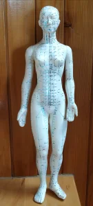 Model za akupunkturu