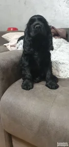 Engleski koker španijel