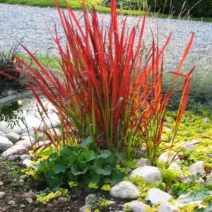 Crvena trava - red baron