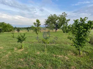 Irig, Vrdnik, petosobna +, 1210 m²