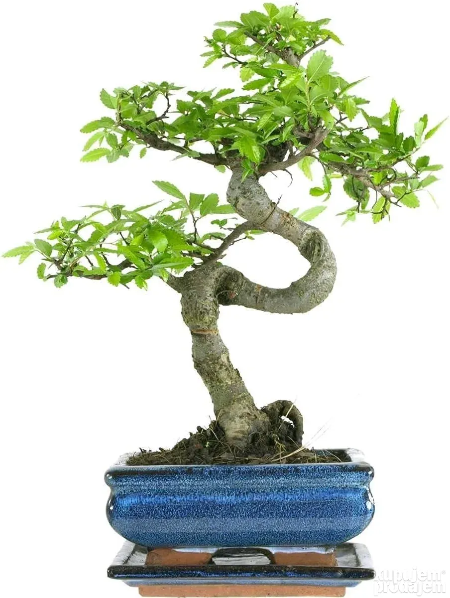 nawóz do bonsai 20x Odżywka do bonsai 250ml