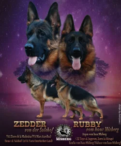 Nemački ovčar - ŠTENCI U PONUDI