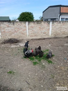 Prodajem matično jato Barneveldera