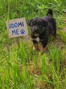 HITNO! Mali čupavci traže dom!