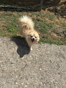 Nemacki spic(zenka)