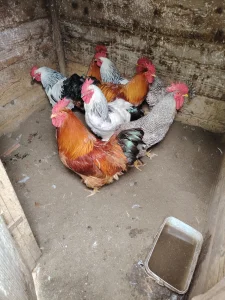 Njuhempšir,saseks i amrok petlovi Jagodina