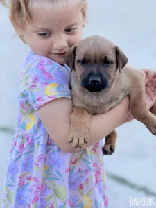 Shar pei mesanci