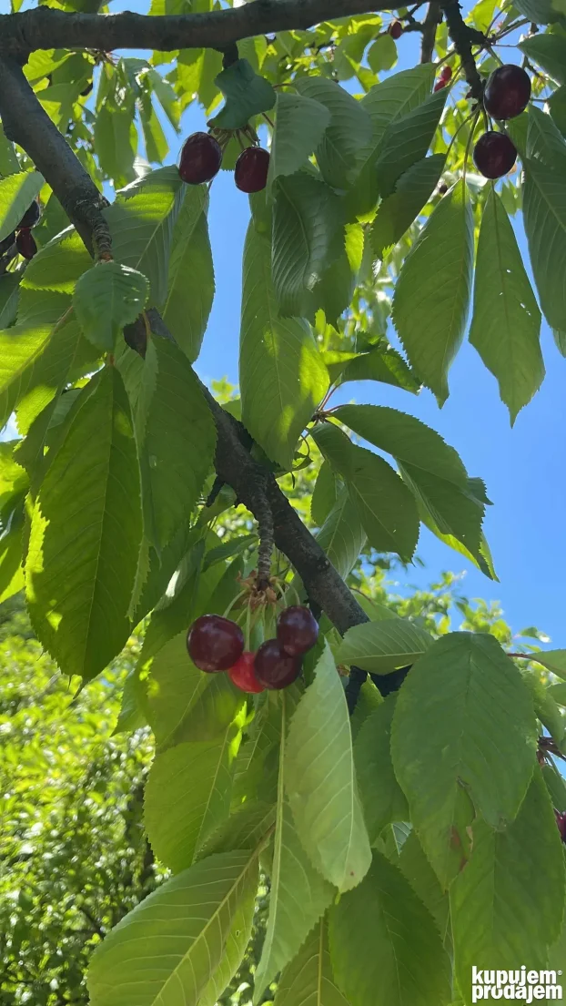 Carevi breg, Grocka, 4.0 četvorosobna, 110 m²