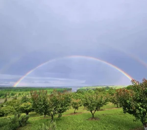 Carevi breg, Grocka, 4.0 četvorosobna, 110 m²