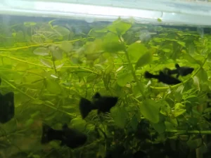 Male ribice Black Molly i Bacopa trava
