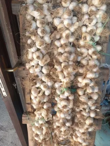 Domaci beli luk prolecni