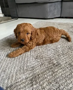 Cockapoo Štenci - Koker i Pudla