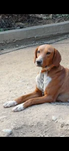 Posavski gonič ženka