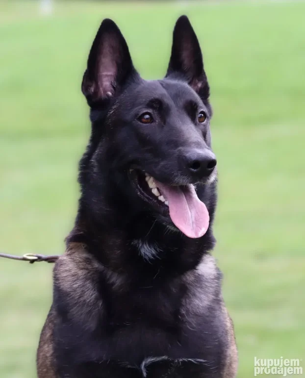 Na prodaju dva ženska šteneta Belgijskog ovčara - Malinoe