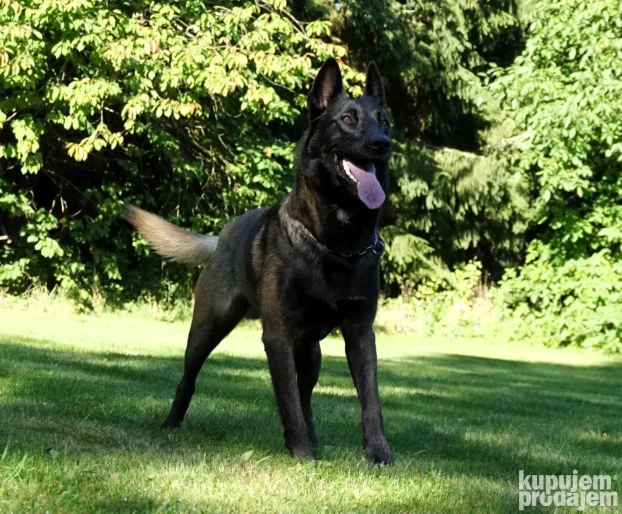 Na prodaju dva ženska šteneta Belgijskog ovčara - Malinoe