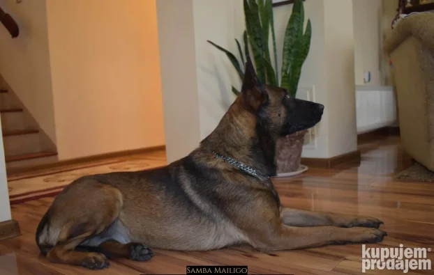 Na prodaju dva ženska šteneta Belgijskog ovčara - Malinoe