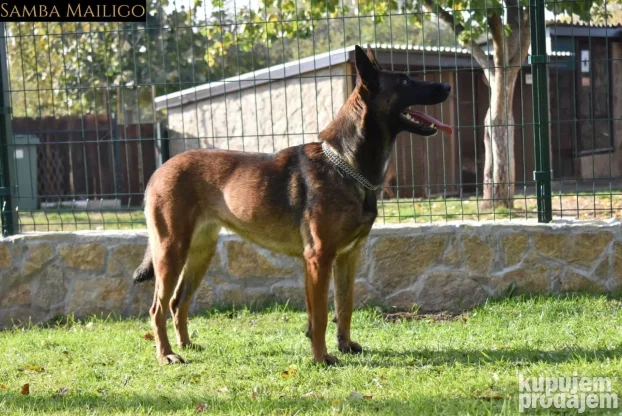 Na prodaju dva ženska šteneta Belgijskog ovčara - Malinoe