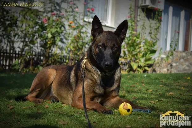 Na prodaju dva ženska šteneta Belgijskog ovčara - Malinoe
