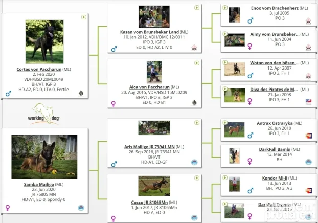 Na prodaju dva ženska šteneta Belgijskog ovčara - Malinoe