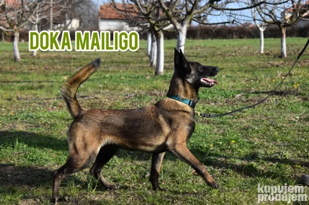 Na prodaju dva ženska šteneta Belgijskog ovčara - Malinoe