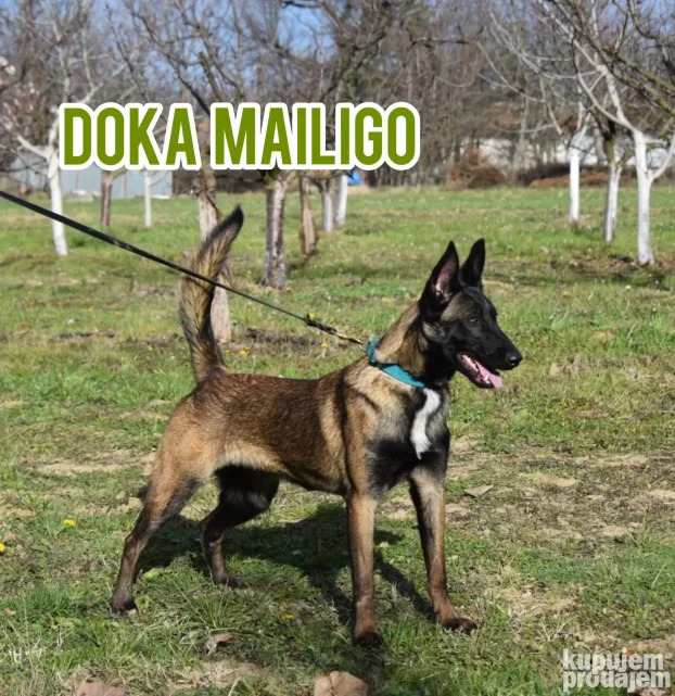 Na prodaju dva ženska šteneta Belgijskog ovčara - Malinoe